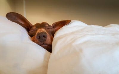 Les avantages d’une bonne couette