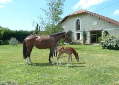 Les chevaux du domaine d'Ares